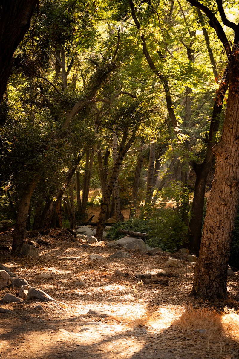 Sun-dappled canyon trail in the Altadena foothills