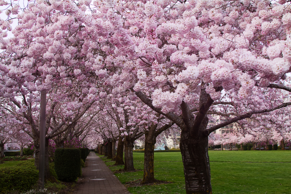 A path under a canopy of pink blossoming trees in spring